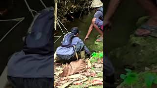 smartboy fishing eels eel fishing snake kingsnake eelfeel eelcatch nature animals [upl. by Acillegna]