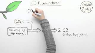 Varianten der Fotosynthese  C4 und CAM  Biologie  Pflanzen und Pilze [upl. by Karel]