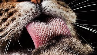 ⏱️ ¿Por qué los GATOS tienen la LENGUA áspera  En 1 minuto [upl. by Happy]