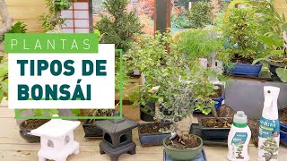 Tipos de bonsái especies y estilos  Plantas en VERDECORA [upl. by Icul480]