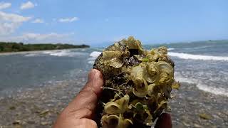 beach rio coco Honduras playa sol y arena [upl. by Jamal18]