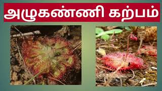 அழுகண்ணி கற்பம் Drosera burmannii [upl. by Lemhar]