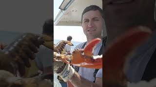 Lobster VS Finger my pet lobster fishing maine lobster [upl. by Akemat]