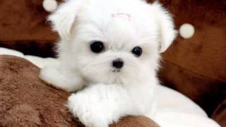 Tiny Teacup Maltese For Sale Ms Puppy Connection [upl. by Ardnassak613]