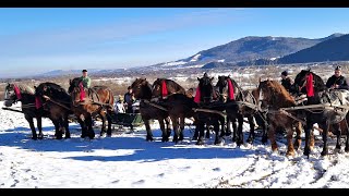 Caii Cîrcenilor farcaș de la Straja Bucovina [upl. by Baniaz]