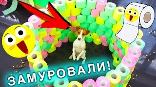 ИГРОВАЯ КОМНАТА  Полоса ПРЕПЯТСТВИЙ ДЛЯ СОБАКИ ИЗ ТУАЛЕТНОЙ БУМАГИ  Elli Di Pets [upl. by Aled]