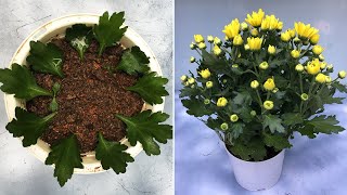 Try growing chrysanthemums from leaves and results [upl. by Nynnahs468]