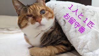 【LIVE】まつりちゃんとやや風邪ぎみ飼い主のお留守番生配信 [upl. by Wagshul862]