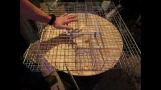 Black Fox Squirrel Trap Review Part 1 [upl. by Hollister]