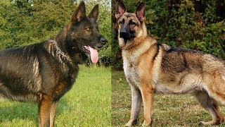 The Different Types of German Shepherds Which One Should You Get [upl. by Loeb]