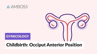 Gynecology  Childbirth Occiput Anterior Position [upl. by Heinrick]