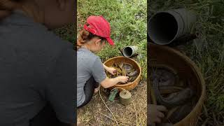 Trapping a lot of big eel fish with survival skills fishing [upl. by Sheline]