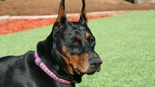 What is a Doberman Pinscher [upl. by Sahcnip]