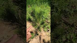 Comparing Japanese Black Pine Pinus thunbergii And Loblolly Pine Pinus taeda forestry [upl. by Heintz840]