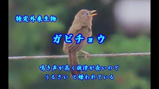 外来特定生物ガビチョウ [upl. by Delila]