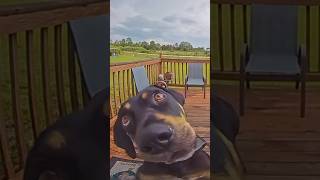 Dogs At Doorbell Cameras Compilation 😂❤️ funny cute dog pets animals [upl. by Bendick]