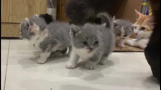 Adorable Kittens Discover the Outdoors for the First Time [upl. by Roderic711]