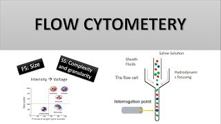 The Principle of Flow Cytometry and FACS 1 Flow Cytometry [upl. by Calabrese219]