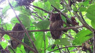 Vermiculated Screechowl  Megascops vermiculatus  Lechuza vermiculada [upl. by Philippine]