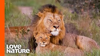 Baby Lions Meet Dad For The First Time  Love Nature [upl. by Seigler962]