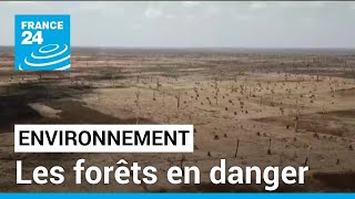 Environnement  la déforestation saccélère dans le monde • FRANCE 24 [upl. by Fawcette]