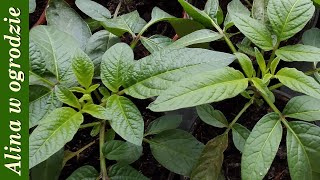 Moje sadzonki na parapetach  🥕🥕Przygotowuję nasiona pietruszki i marchwi do siewu [upl. by Rillings]