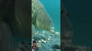 Underfishing fishing carpfishing fish carpworld underwater carpangler gopro carp carplife [upl. by Cathlene]