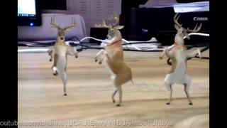 Funny Baby Deer Dancing Dance Paglu Dance Ha Ha Ha [upl. by Shea]