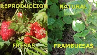 Frambuesas y Fresas Cultivo y Reproducción [upl. by Yblocaj]