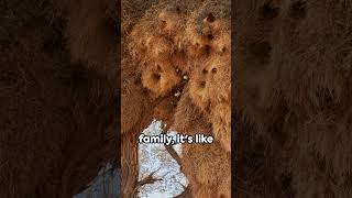 Incredible Nests of The Social Weaver Birds [upl. by Enelyw891]