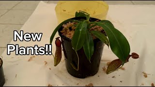 Unboxing my Nepenthes Petiolata from Carnivaro Free Plant [upl. by Alpheus]