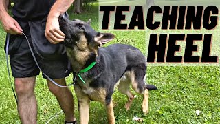 HOW TO Train Your Dog To HEEL FIRST STEPS [upl. by Louls]