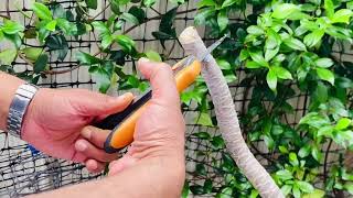 How to propagate Dracaena Marginata  Stem Cuttings of Dracaena Black Knight Plant of the Week [upl. by Enier]