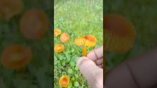 HYGROCYBE REIDII🍄 [upl. by Adrianna248]