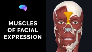 Muscles of Facial Expression 3D Anatomy Tutorial  UKMLA  CPSA [upl. by Carpenter]