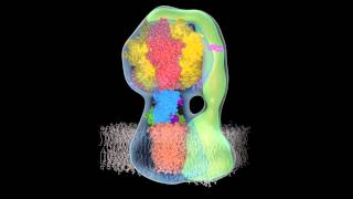 The rotary mechanism of mitochondrial ATP synthase [upl. by Alyat212]