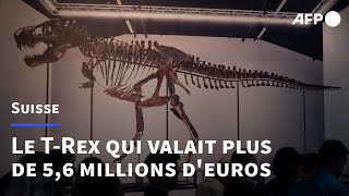 Un squelette composite de TRex vendu près de 56 millions deuros  AFP [upl. by Nogas824]