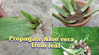 How to propagate Aloe vera plant from leaves [upl. by Irrab]