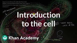 Introduction to the cell  Cells  High school biology  Khan Academy [upl. by Teddie]