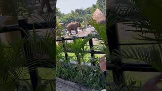 Lembang Park Zoo [upl. by Reede]