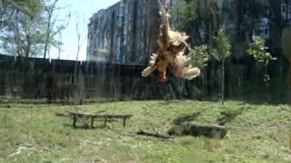 Dalian Forest Zoo  Leopard Getting Live Chicken [upl. by Avehsile]