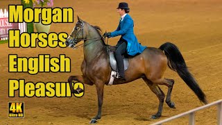 Morgan English Pleasure Open at Carousel Charity Horse Show [upl. by Webb]