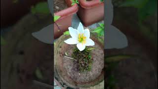 Zephyranthes candida Amaryllidaceae family  nature forestflower trending forests gardenflora [upl. by Rodie637]