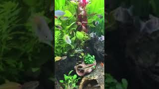 Rainbowfish vs Red line Torpedo Barb freshwater aquarium [upl. by Leind994]