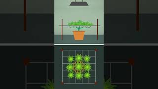 Mastering the Screen of Green Cannabis Cultivation Tips [upl. by Eves928]