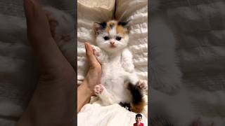 Cute kitten pets cat kitten cute cutecat pets funny [upl. by Grider]