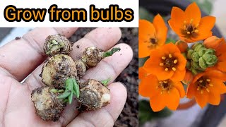 Grow ornithogalum plant from bulbgrow star of bethlehem bulbRewatisgarden [upl. by Brieta]