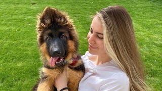 My New German Shepherd Puppy The First Month at Home [upl. by Rowland]