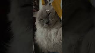 relaxing peace cat music loveforcarsfelinette cat funny catowner youtubeshorts fypage [upl. by Yatnoed]