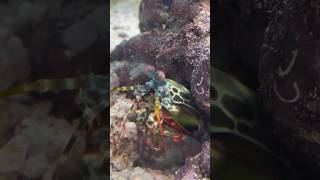 Mantis Shrimp VS Hermit Crab [upl. by Okechuku]